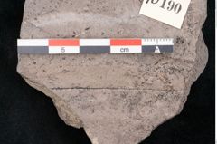 Foto (Detailansicht) von Dryandra comptoniaefolia Ettingshausen (NHMW-GEO-2024-0188-10190)